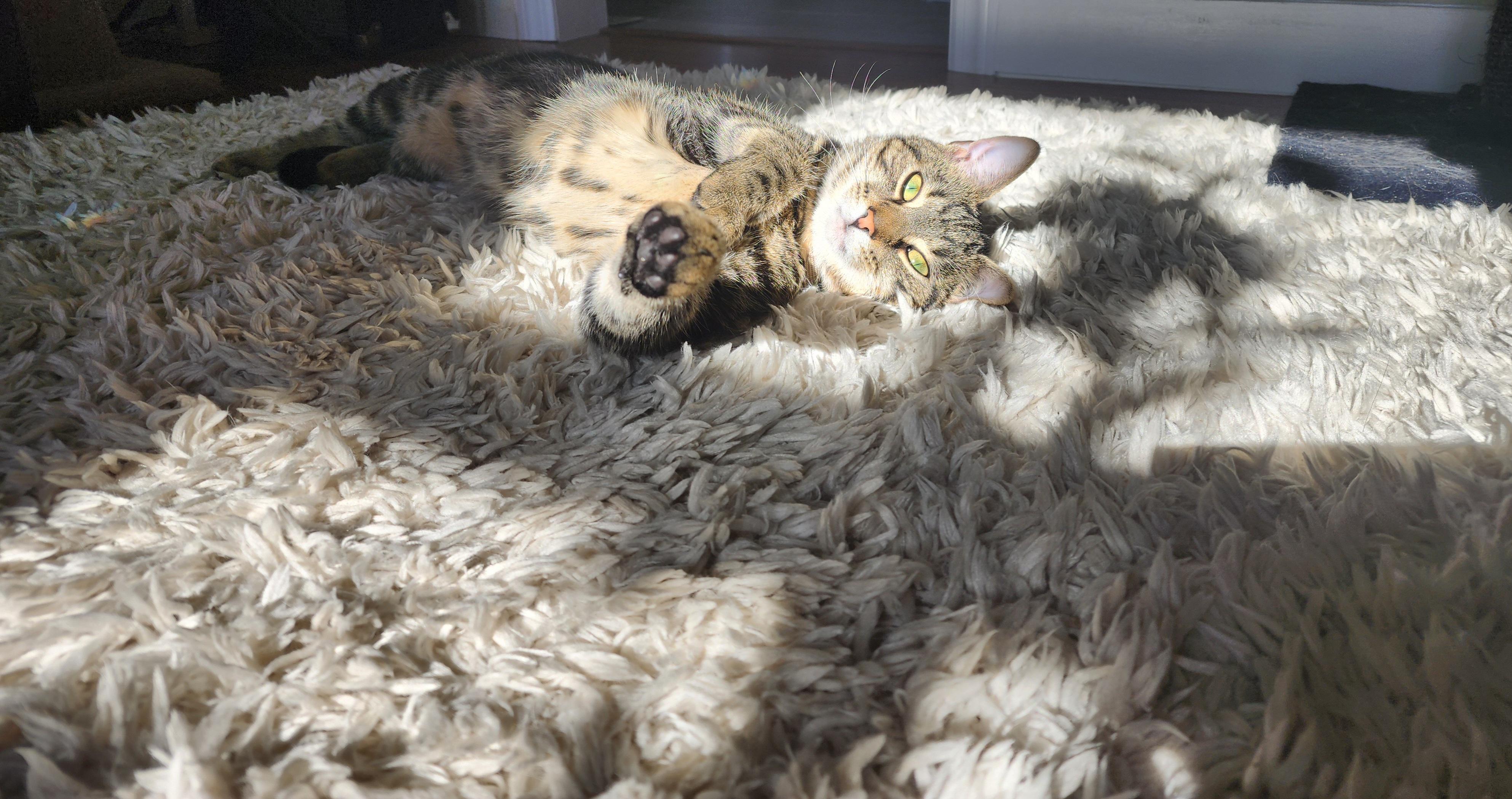 Enlarge Nugget, a ADOPTABLE Domestic Short Hair in Morgantown, WV image 2/6
