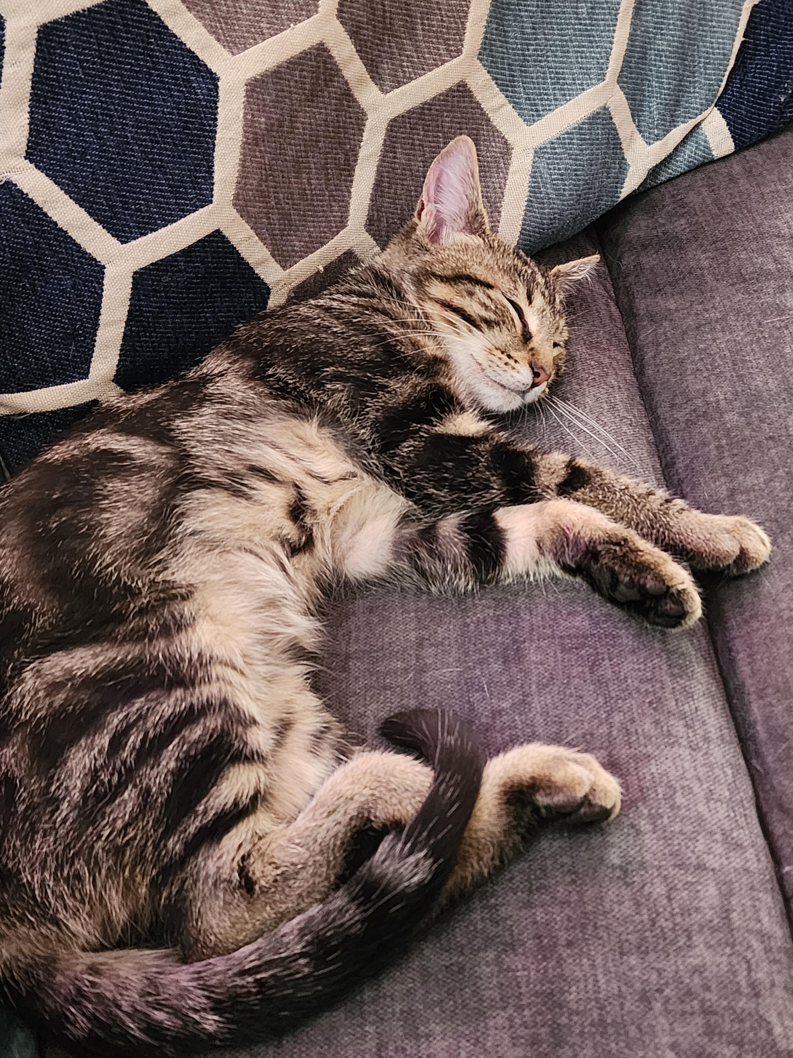 Enlarge Nugget, a ADOPTABLE Domestic Short Hair in Morgantown, WV image 4/6