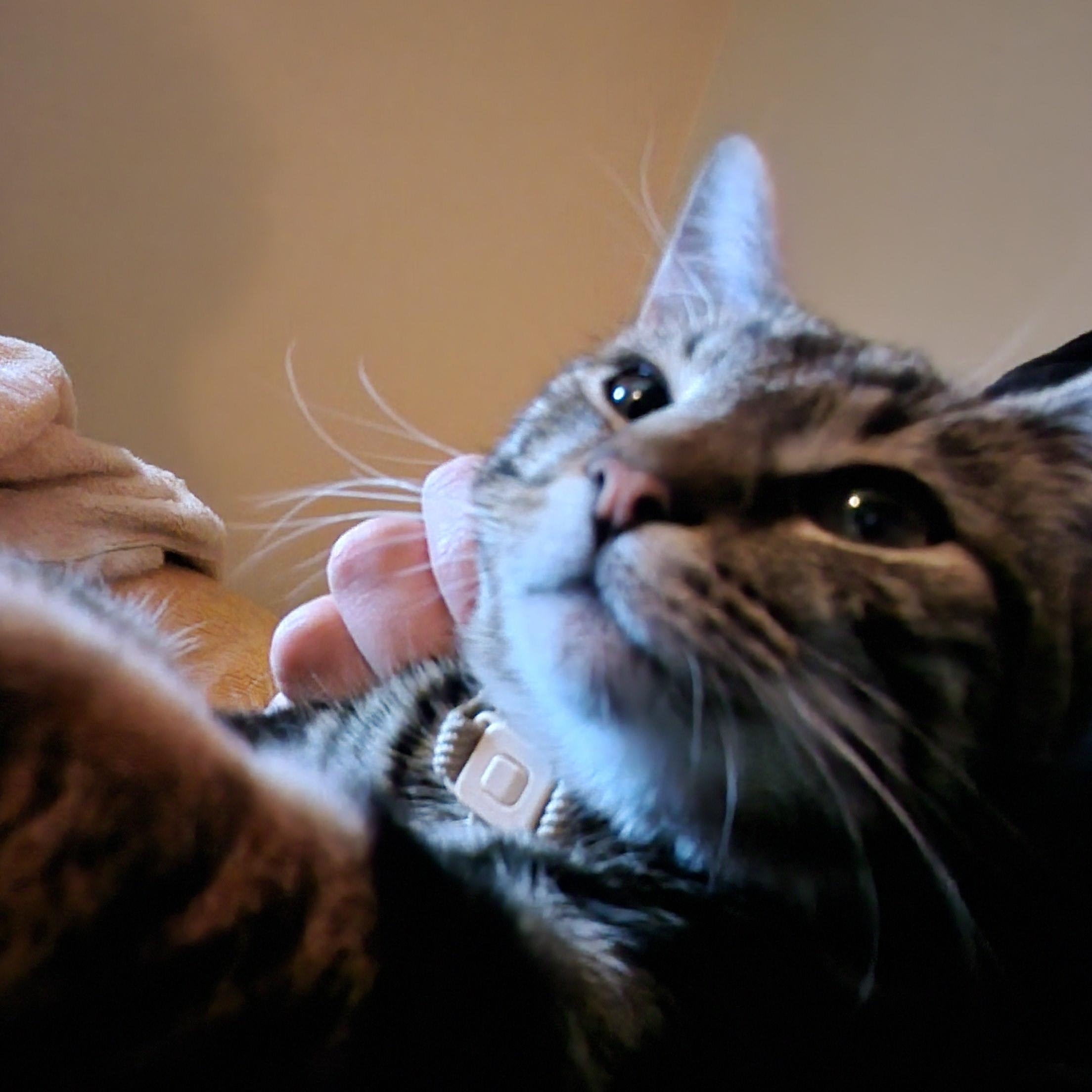 Enlarge Nugget, a ADOPTABLE Domestic Short Hair in Morgantown, WV image 6/6