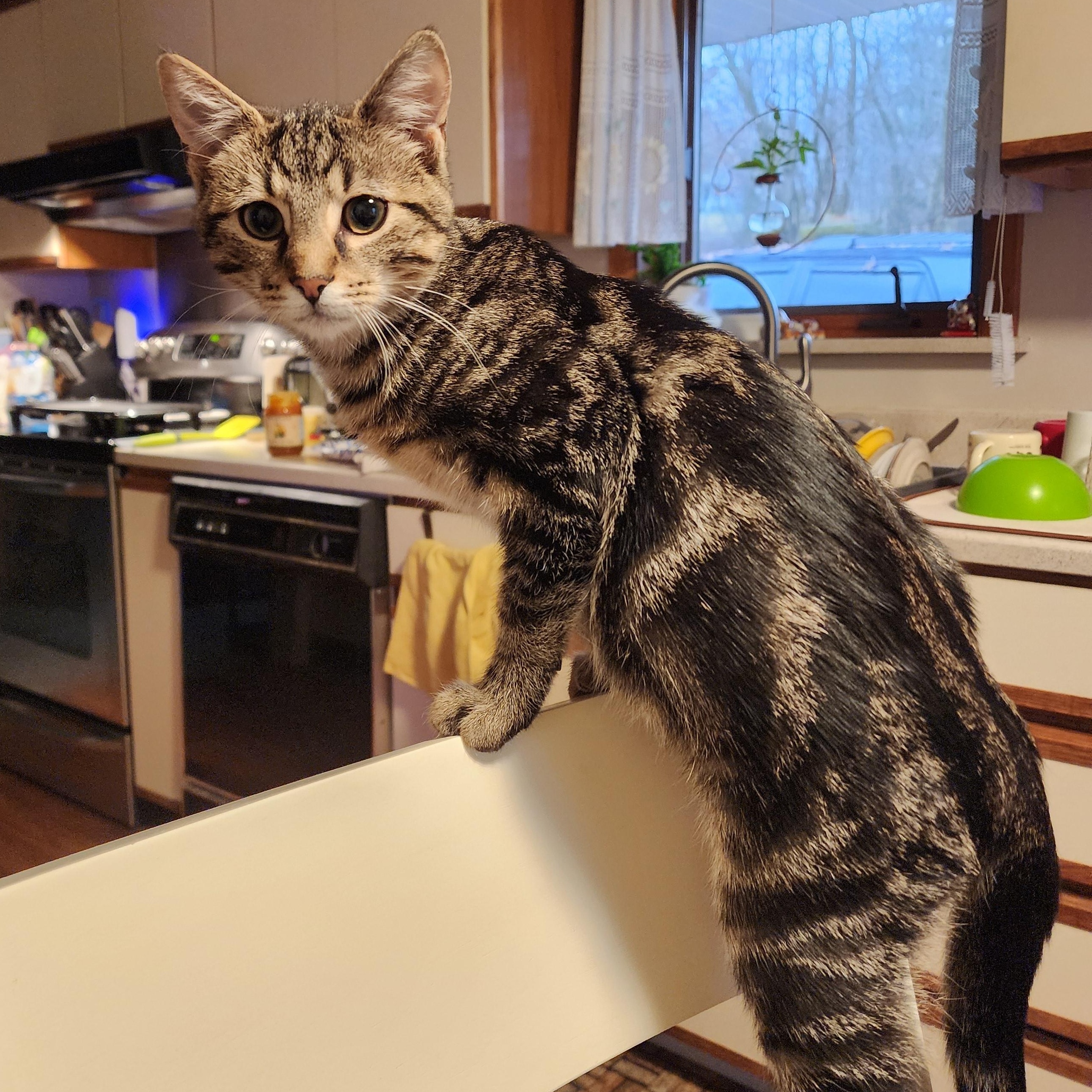 Enlarge Nugget, a ADOPTABLE Domestic Short Hair in Morgantown, WV image 6/6