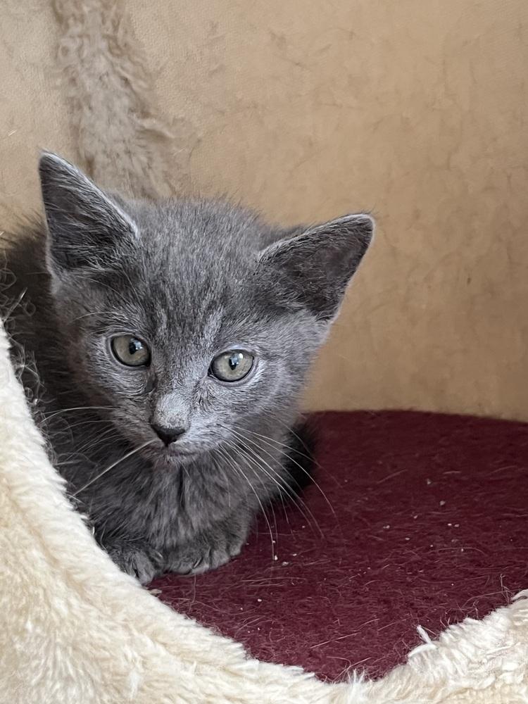 Oakley, Adoptable, Kitten Male Russian Blue.