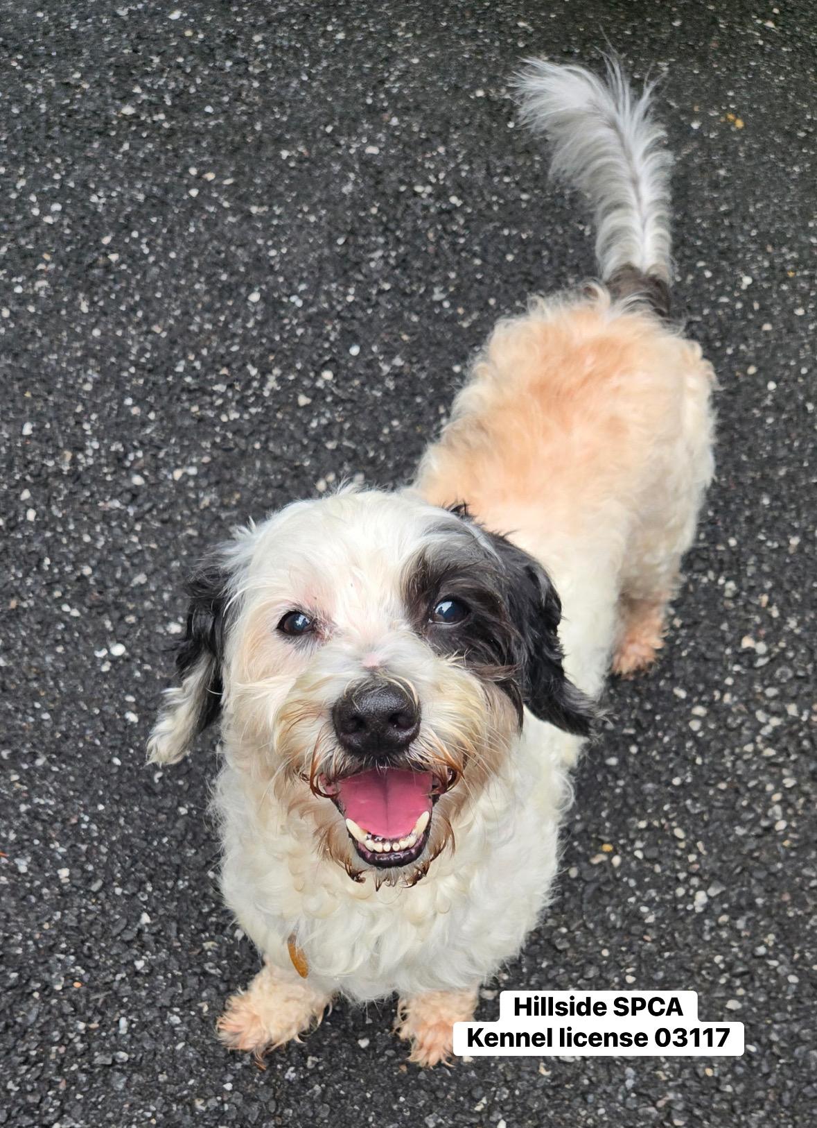 Toby, adopted, Senior Male Poodle.