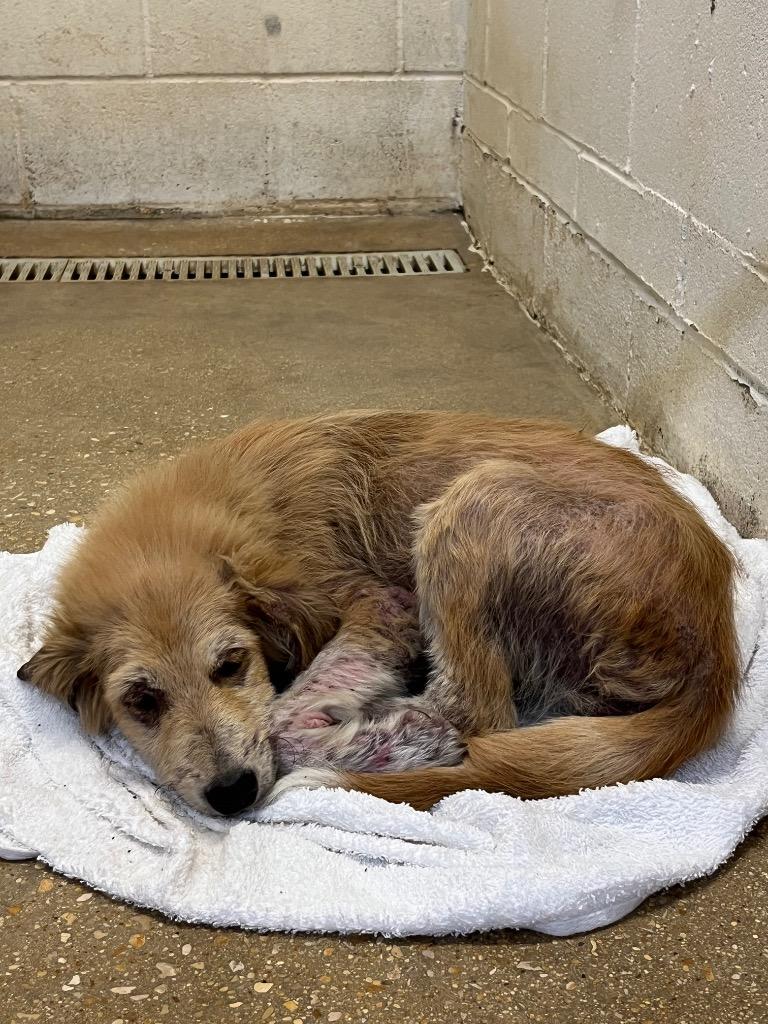 Enlarge Nadia, a Adoptable mixed breed in Lockhart, TX image 1/1