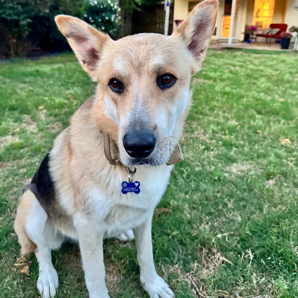 Yager (Big Fella), Adoptable, Adult Male Shepherd & Anatolian Shepherd.