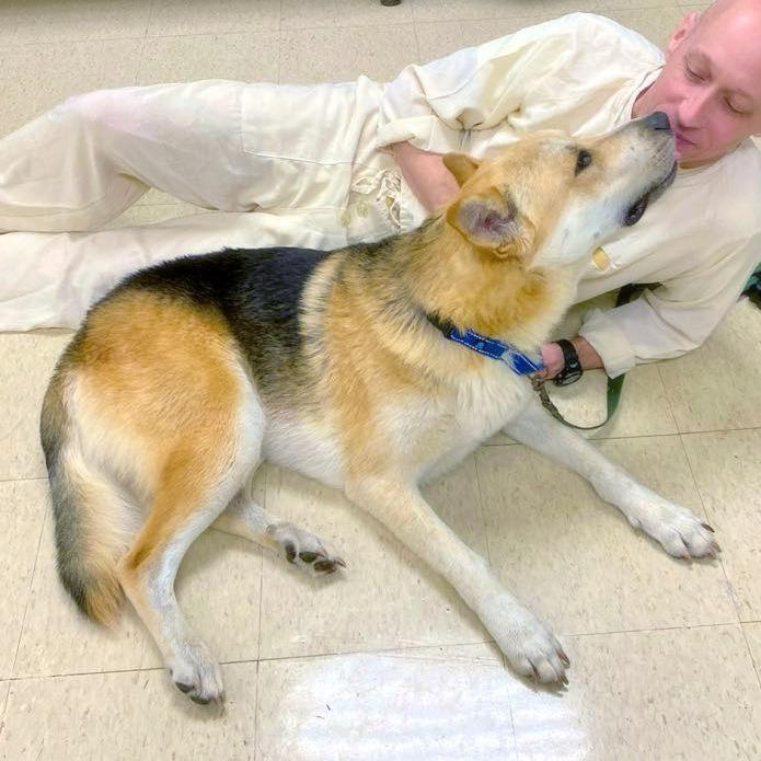 Yager (Big Fella), Adoptable, Adult Male Shepherd & Anatolian Shepherd.