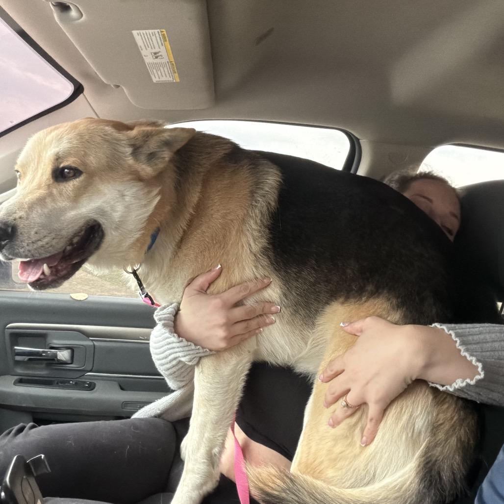 Enlarge Yager (Big Fella), a Adoptable mixed breed in Little Rock, AR image 1/6