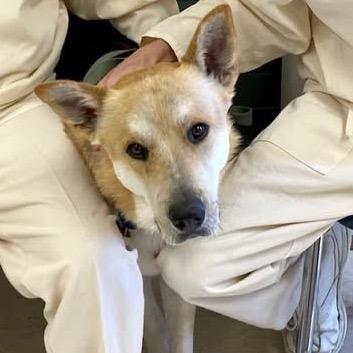 Enlarge Yager (Big Fella), a Adoptable mixed breed in Little Rock, AR image 2/6