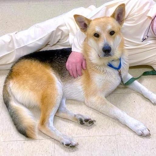 Enlarge Yager (Big Fella), a Adoptable mixed breed in Little Rock, AR image 3/6