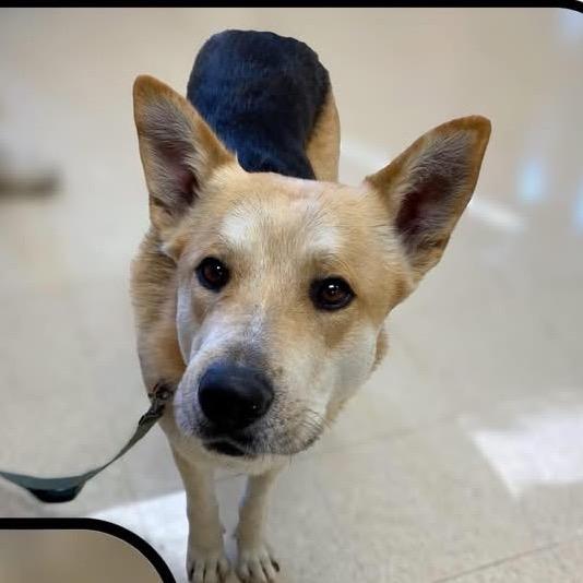 Enlarge Yager (Big Fella), a Adoptable mixed breed in Little Rock, AR image 4/6