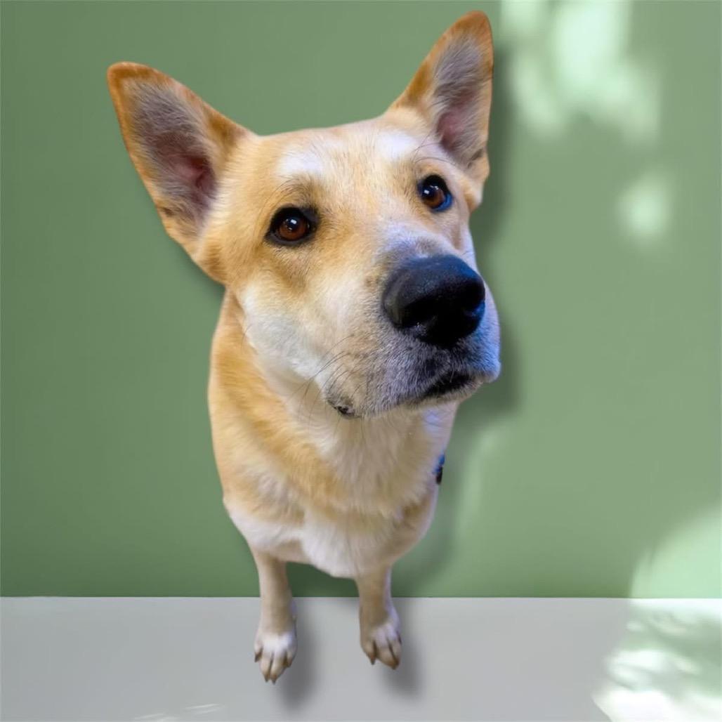 Enlarge Yager (Big Fella), a Adoptable mixed breed in Little Rock, AR image 5/6