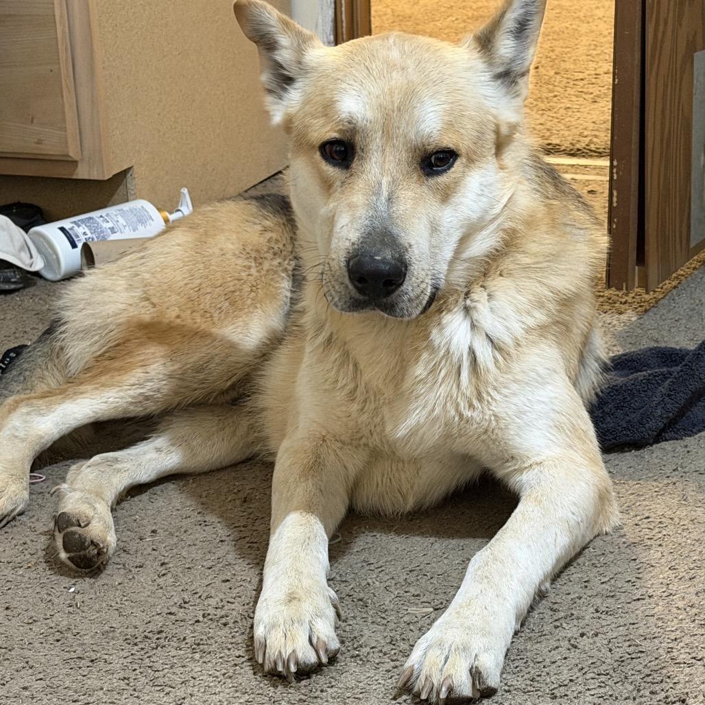 Enlarge Yager (Big Fella), a Adoptable mixed breed in Little Rock, AR image 6/6