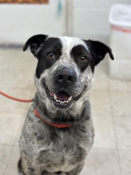 Tex, Adoptable, Adult Male Mixed Breed & Mixed Breed.