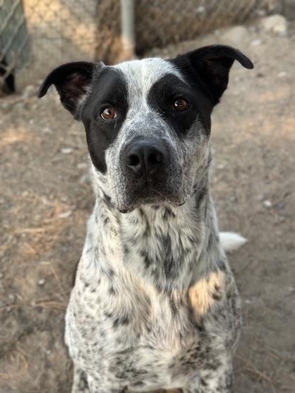 Enlarge Tex, a Adoptable Mixed Breed in Moses Lake, WA image 3/3