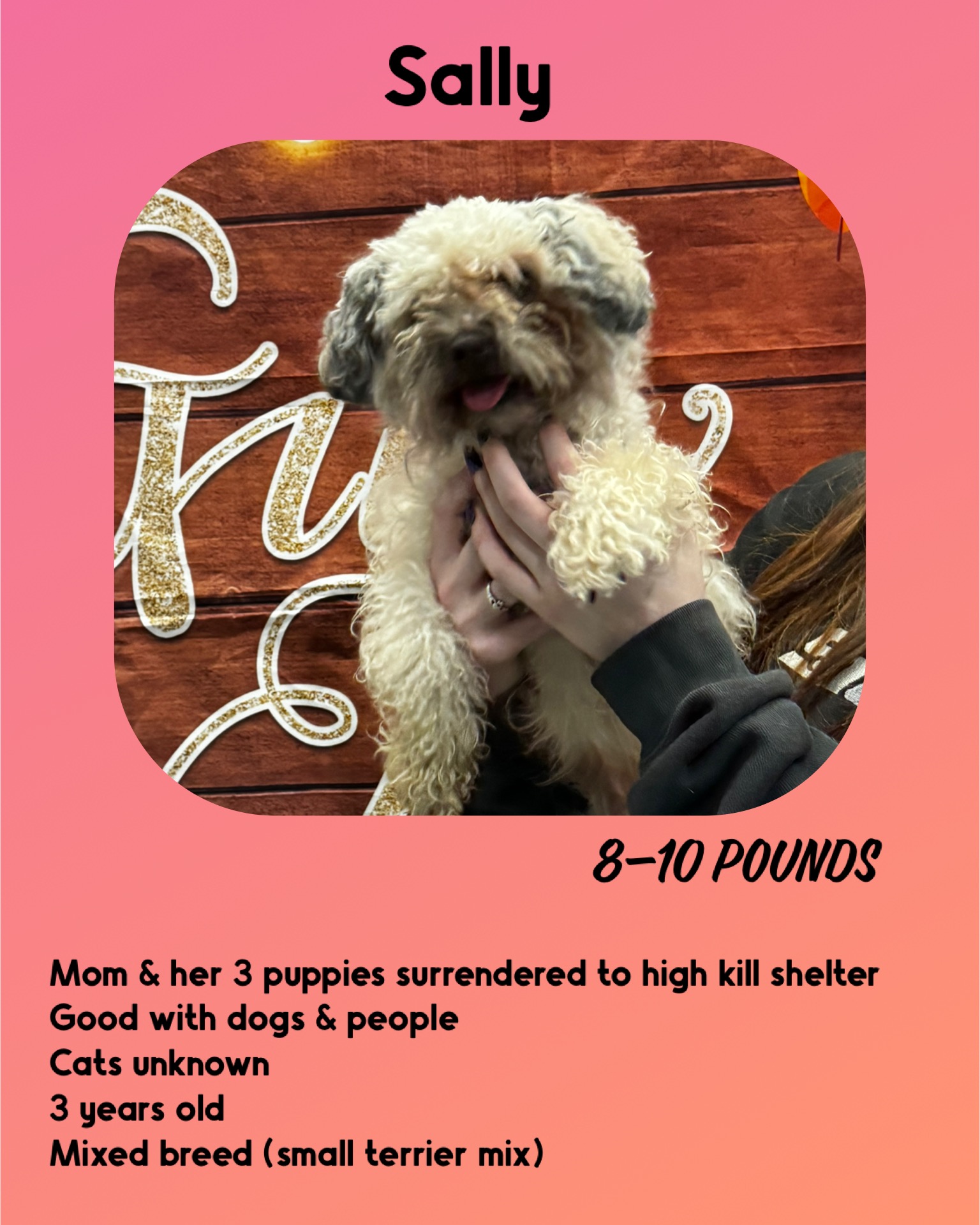 Dog for adoption Sally, a Terrier Mix in Manchester, CT Petfinder