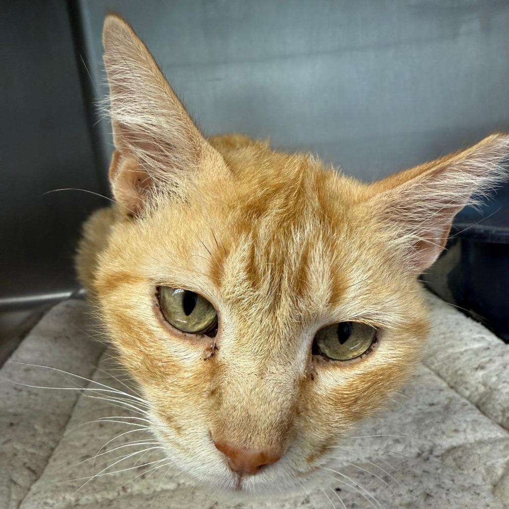 Kit Cat, Adoptable, Young Male Domestic Short Hair.