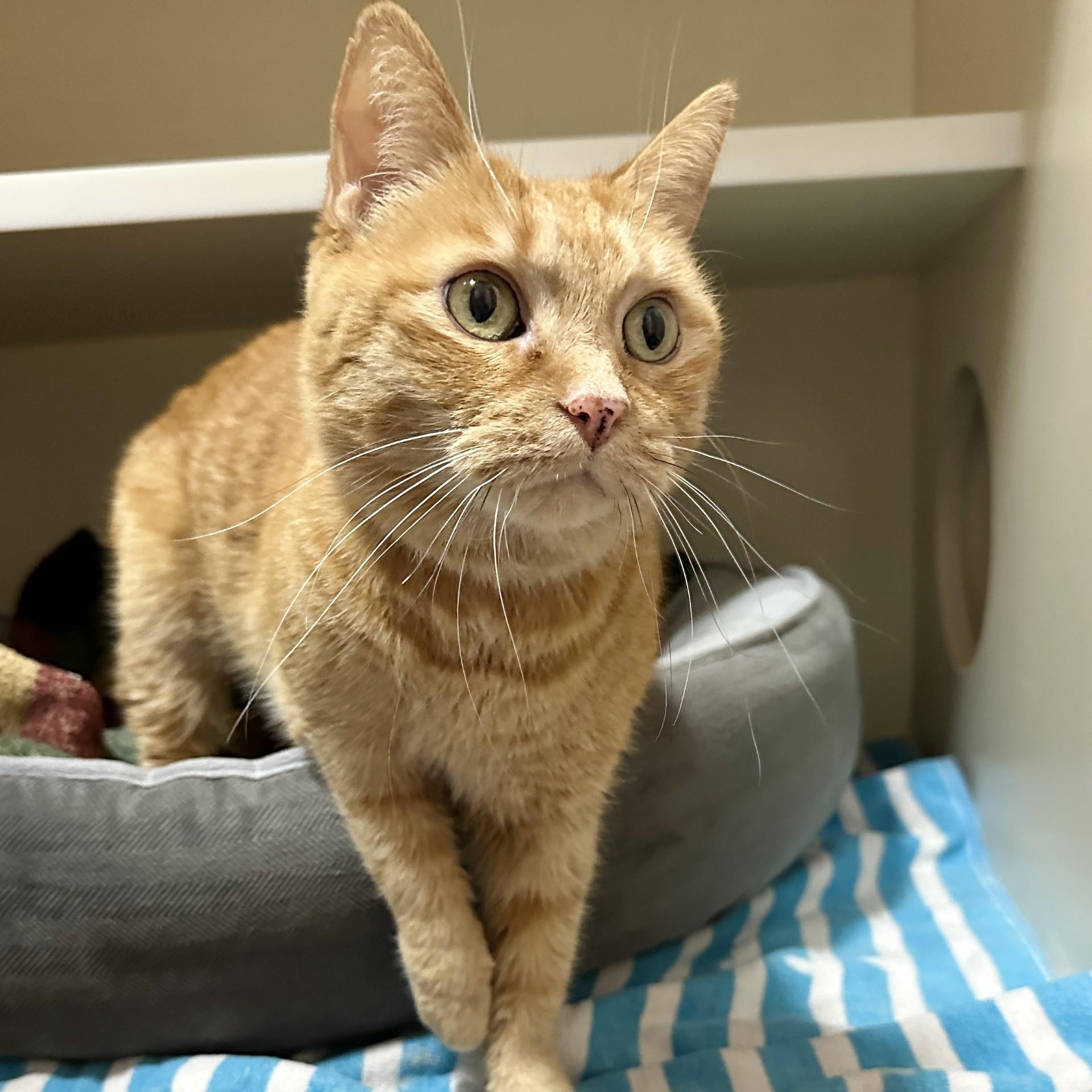 Summer, an adopted Domestic Short Hair in Victor, NY image 3/4