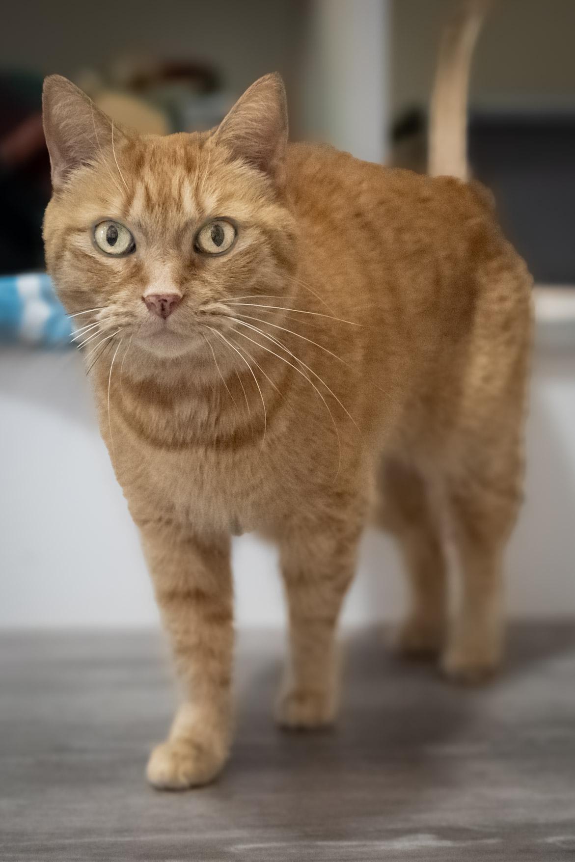 Summer, an adopted Domestic Short Hair in Victor, NY image 4/4