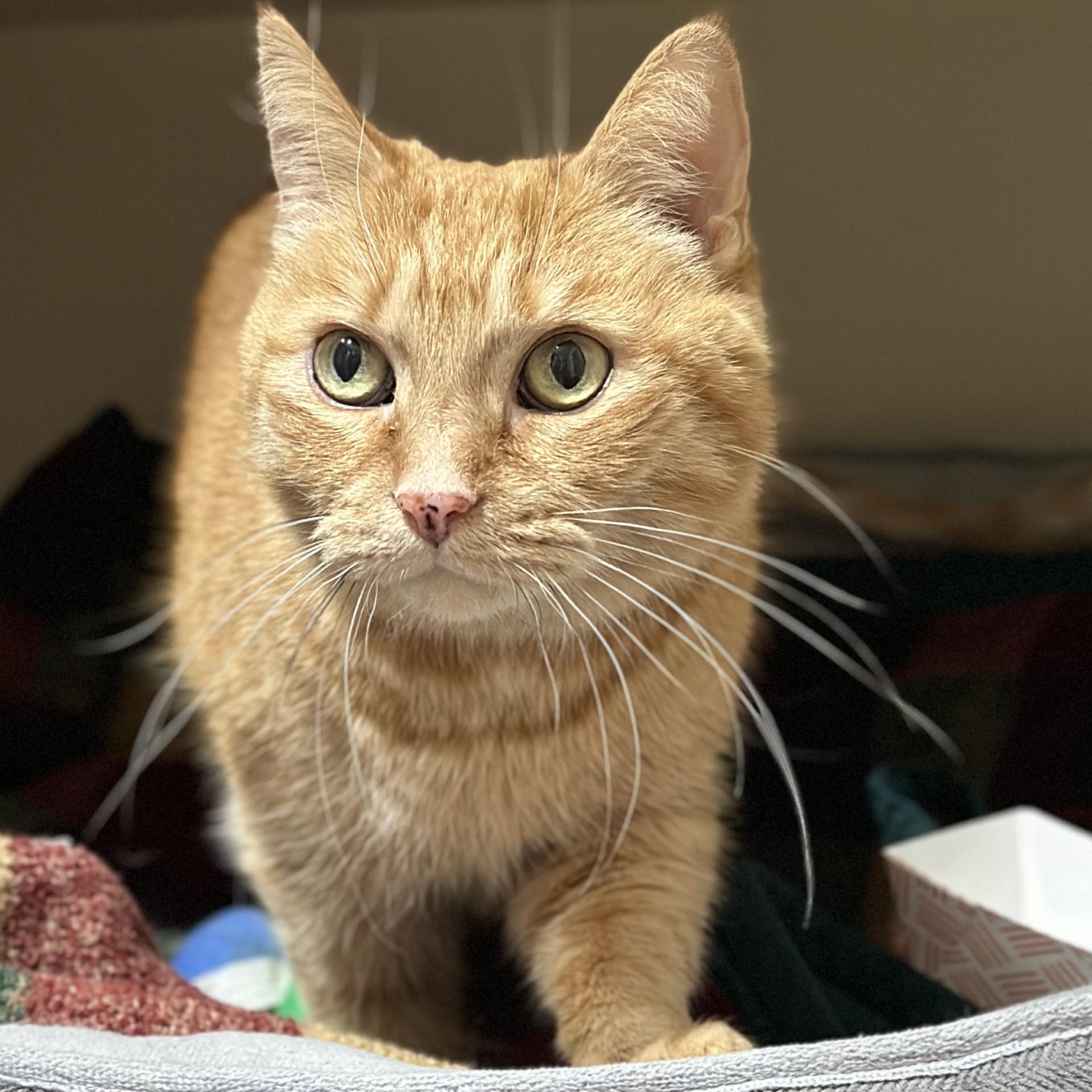 Summer, an adopted Domestic Short Hair in Victor, NY image 2/4