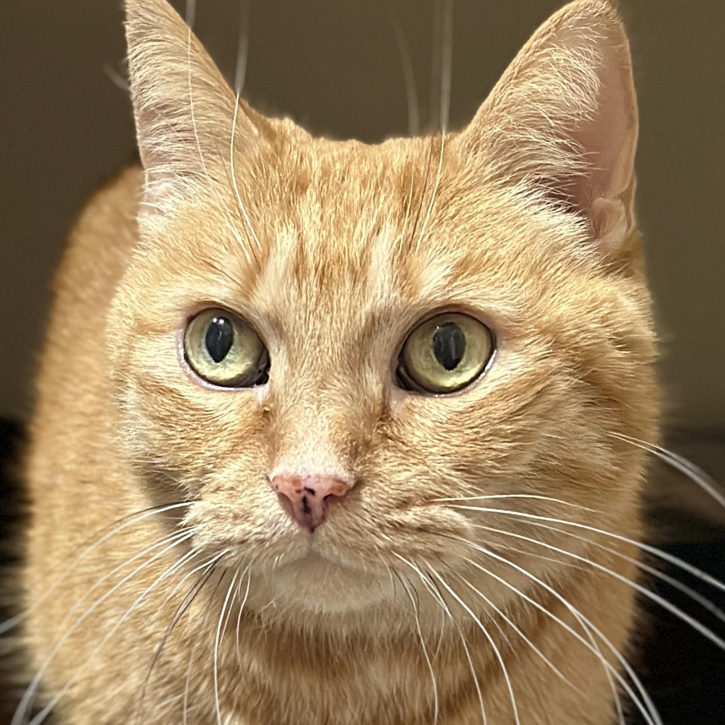 Summer, an adopted Domestic Short Hair in Victor, NY image 1/4