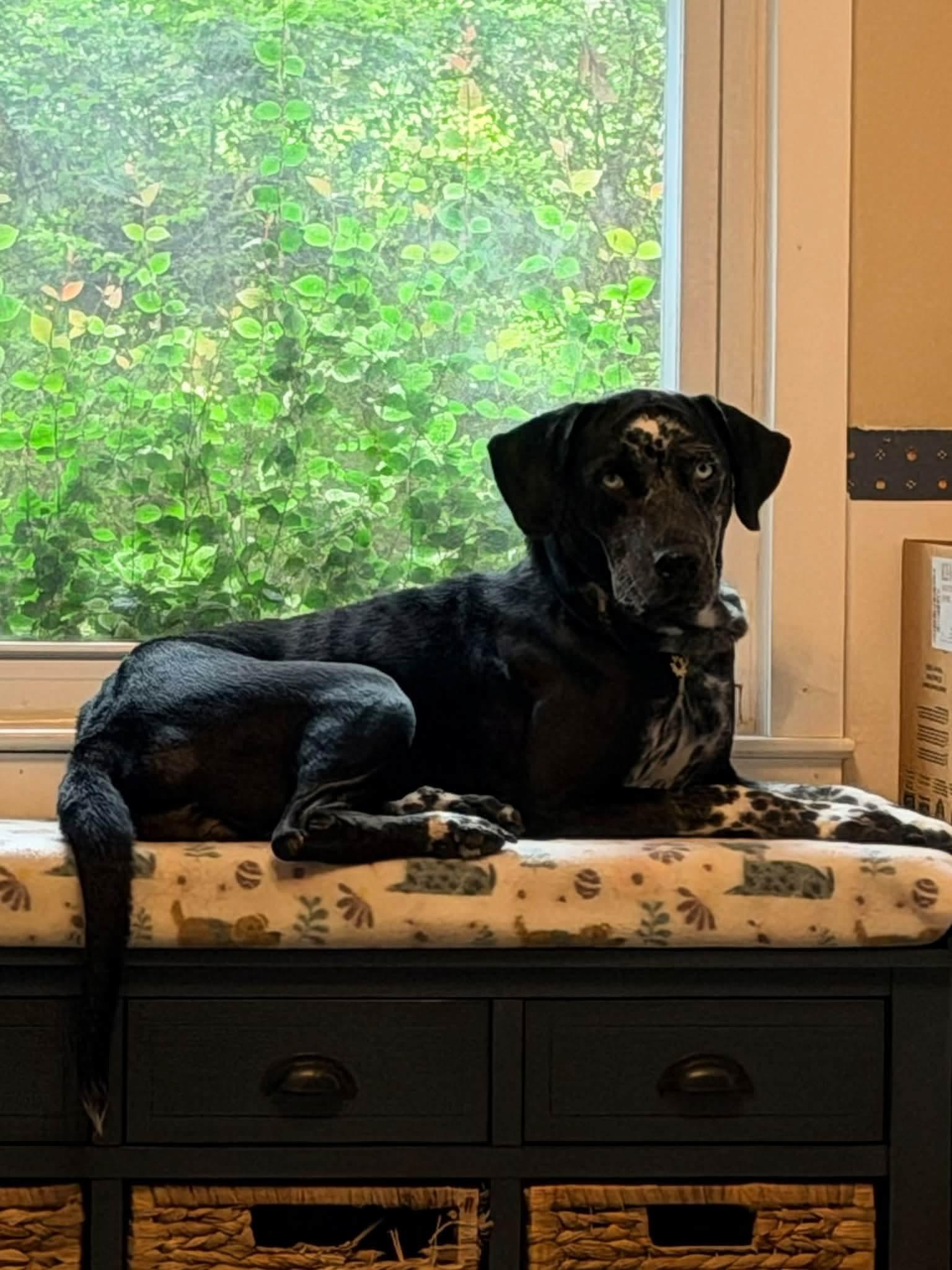 Enlarge Juniper, a Adoptable Pointer in Savannah, GA image 1/5