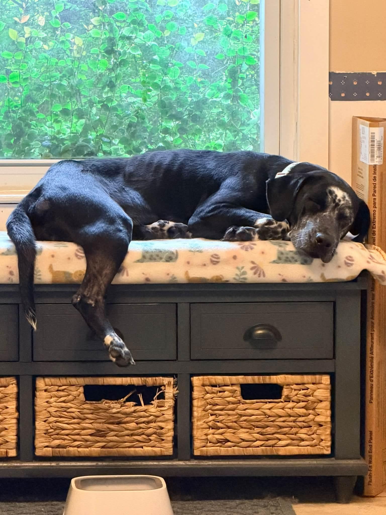 Enlarge Juniper, a Adoptable Pointer in Savannah, GA image 3/5