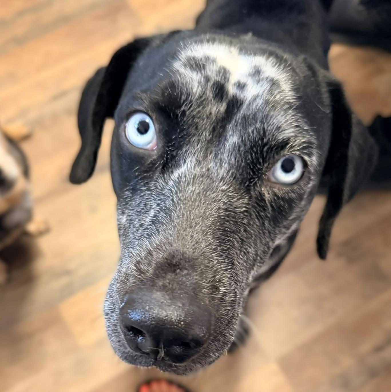 Enlarge Juniper, a Adoptable Pointer in Savannah, GA image 4/5
