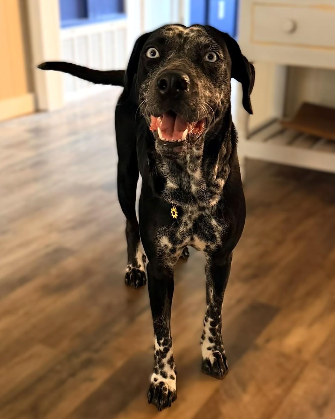 Enlarge Juniper, a Adoptable Pointer in Savannah, GA image 5/5
