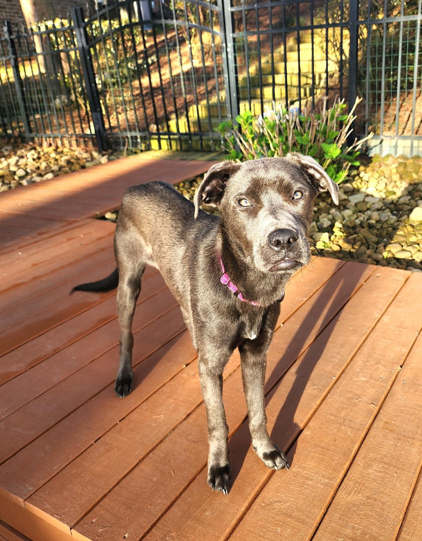 Enlarge Violetta, a ADOPTABLE mixed breed in Cumming, GA image 6/6