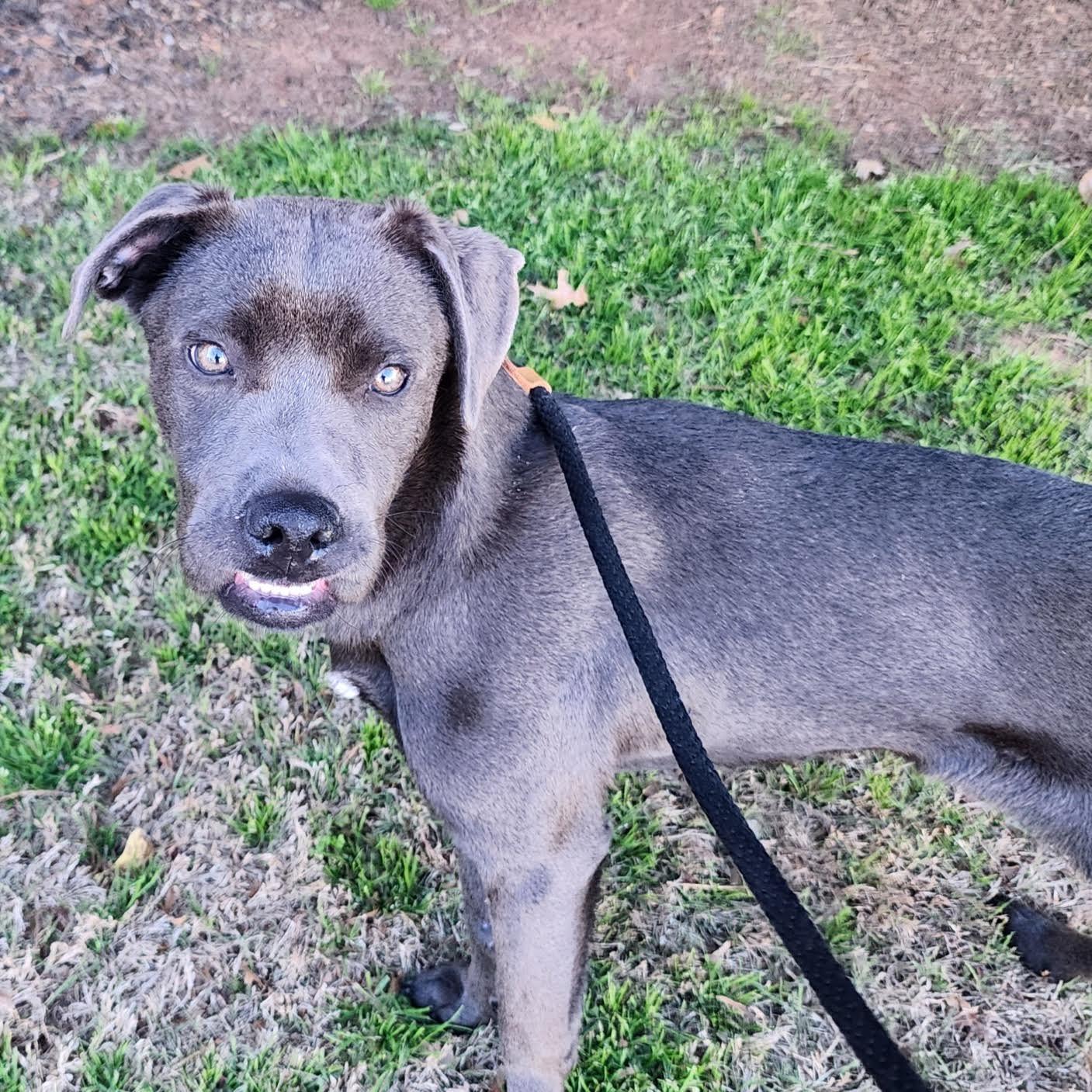 Enlarge Violetta, a ADOPTABLE mixed breed in Cumming, GA image 3/6