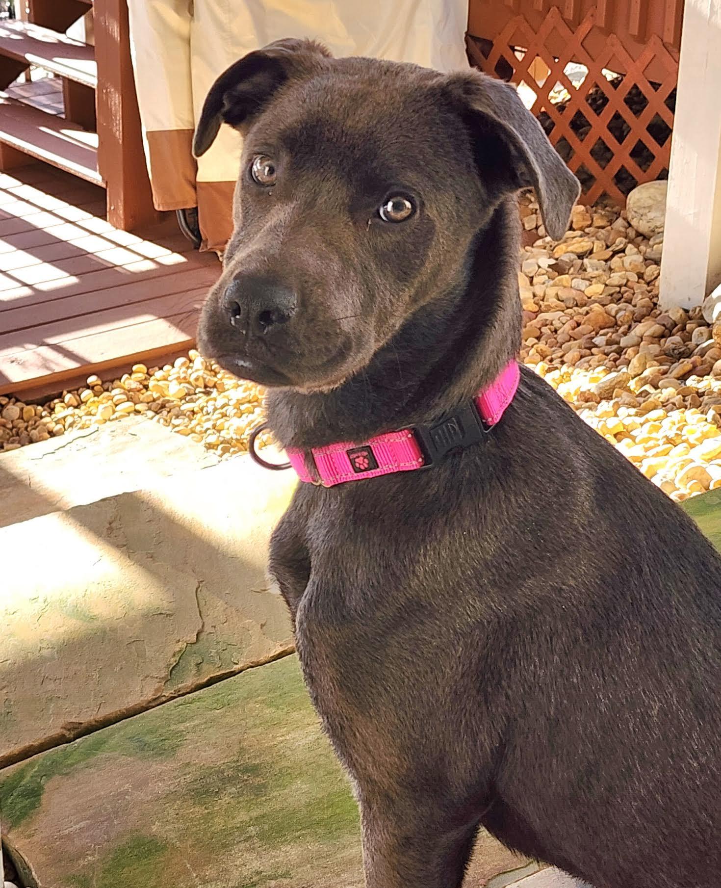Enlarge Violetta, a ADOPTABLE mixed breed in Cumming, GA image 4/6