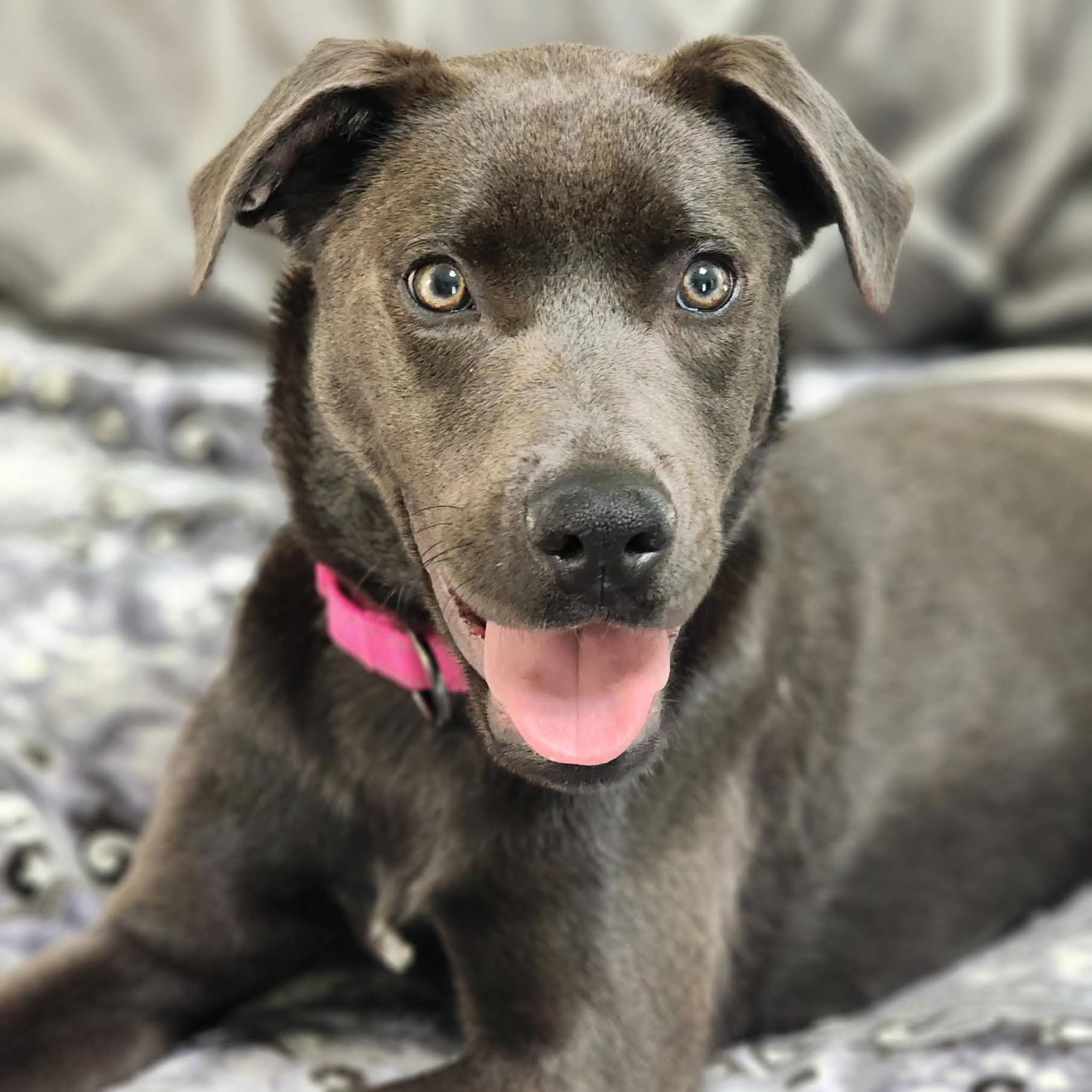 Violetta, ADOPTABLE, Young Female Labrador Retriever & Pit Bull Terrier.