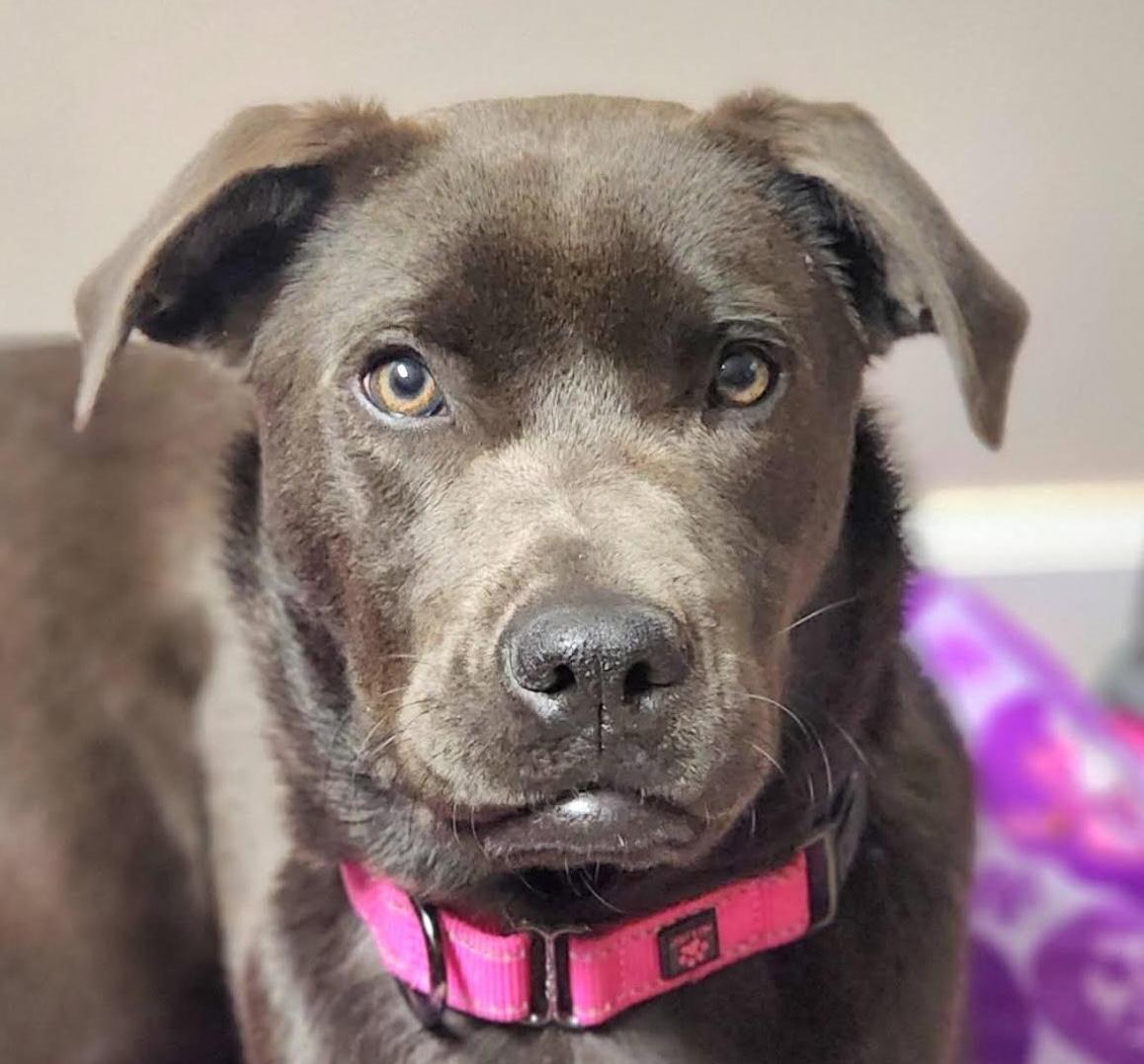 Enlarge Violetta, a ADOPTABLE mixed breed in Cumming, GA image 2/6