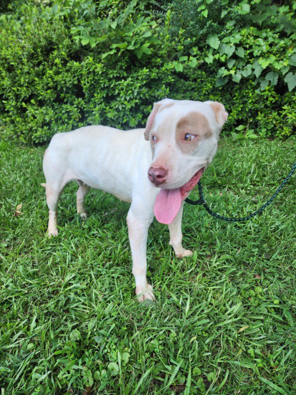 Dorothy, adopted, Young Female American Staffordshire Terrier.