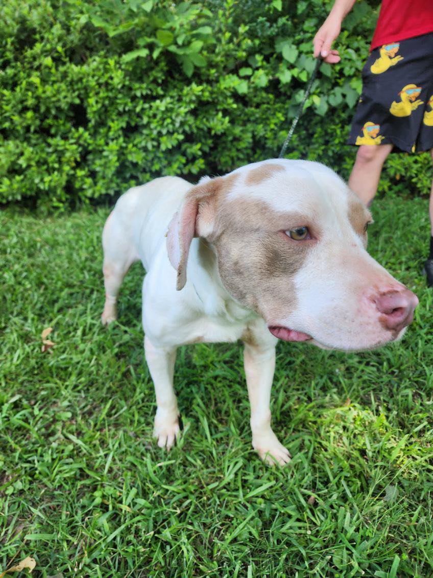 Enlarge Dorothy, an adopted American Staffordshire Terrier in bauxite, AR image 2/5