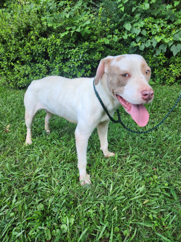 Enlarge Dorothy, an adopted American Staffordshire Terrier in bauxite, AR image 3/5