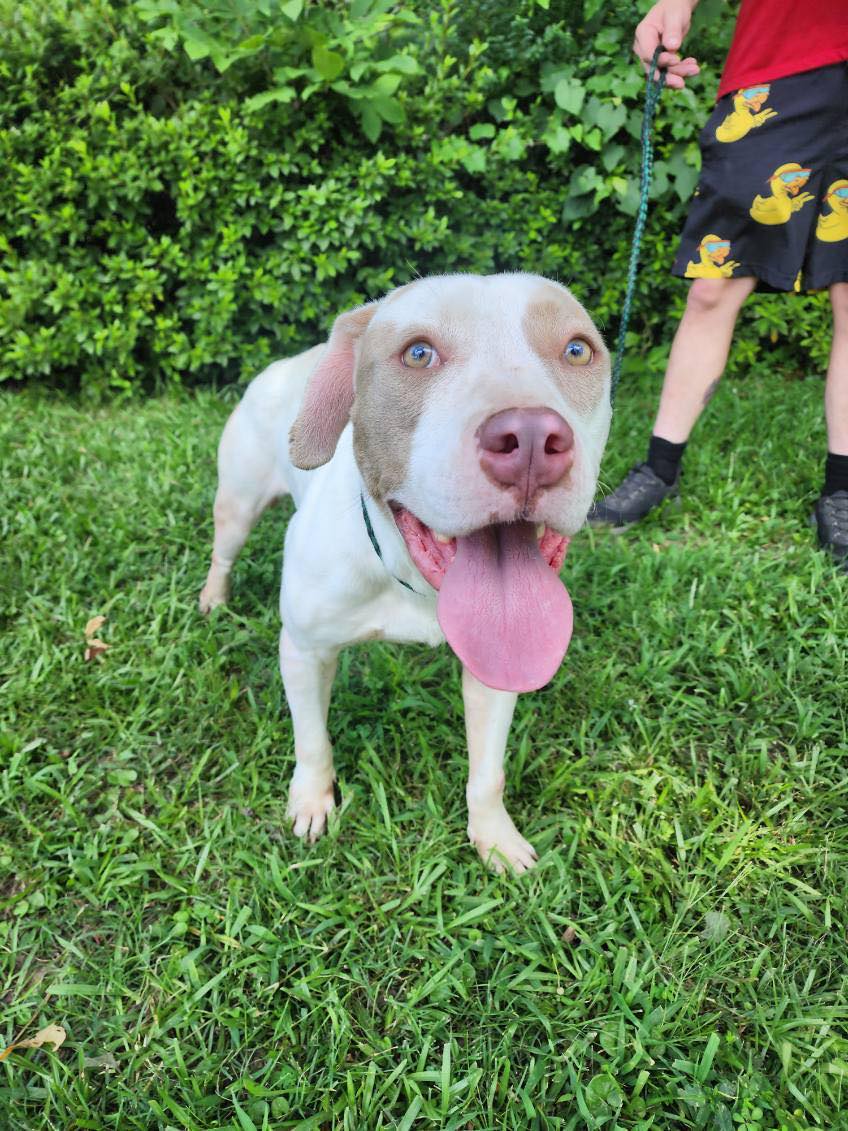 Enlarge Dorothy, an adopted American Staffordshire Terrier in bauxite, AR image 4/5