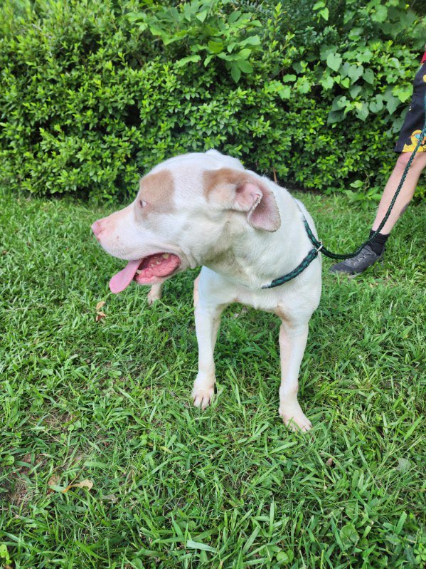 Enlarge Dorothy, an adopted American Staffordshire Terrier in bauxite, AR image 5/5