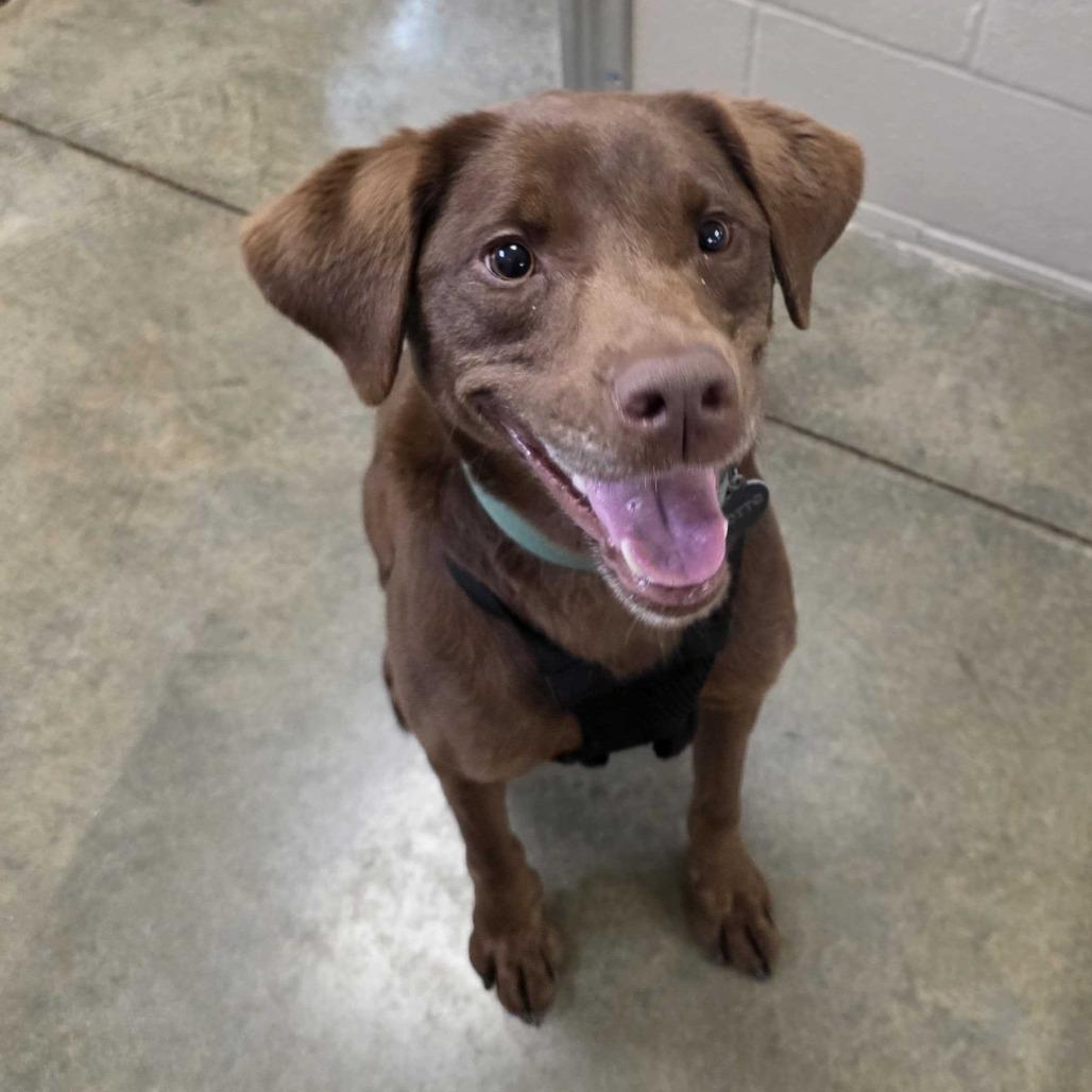Enlarge Calvin, a Adoptable Chocolate Labrador Retriever in Muncie, IN image 1/3