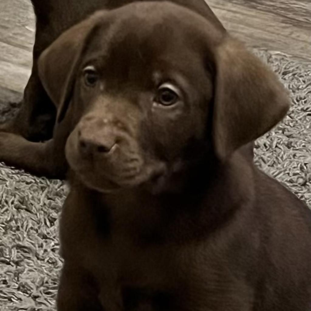 Enlarge Calvin, a Adoptable Chocolate Labrador Retriever in Muncie, IN image 2/3