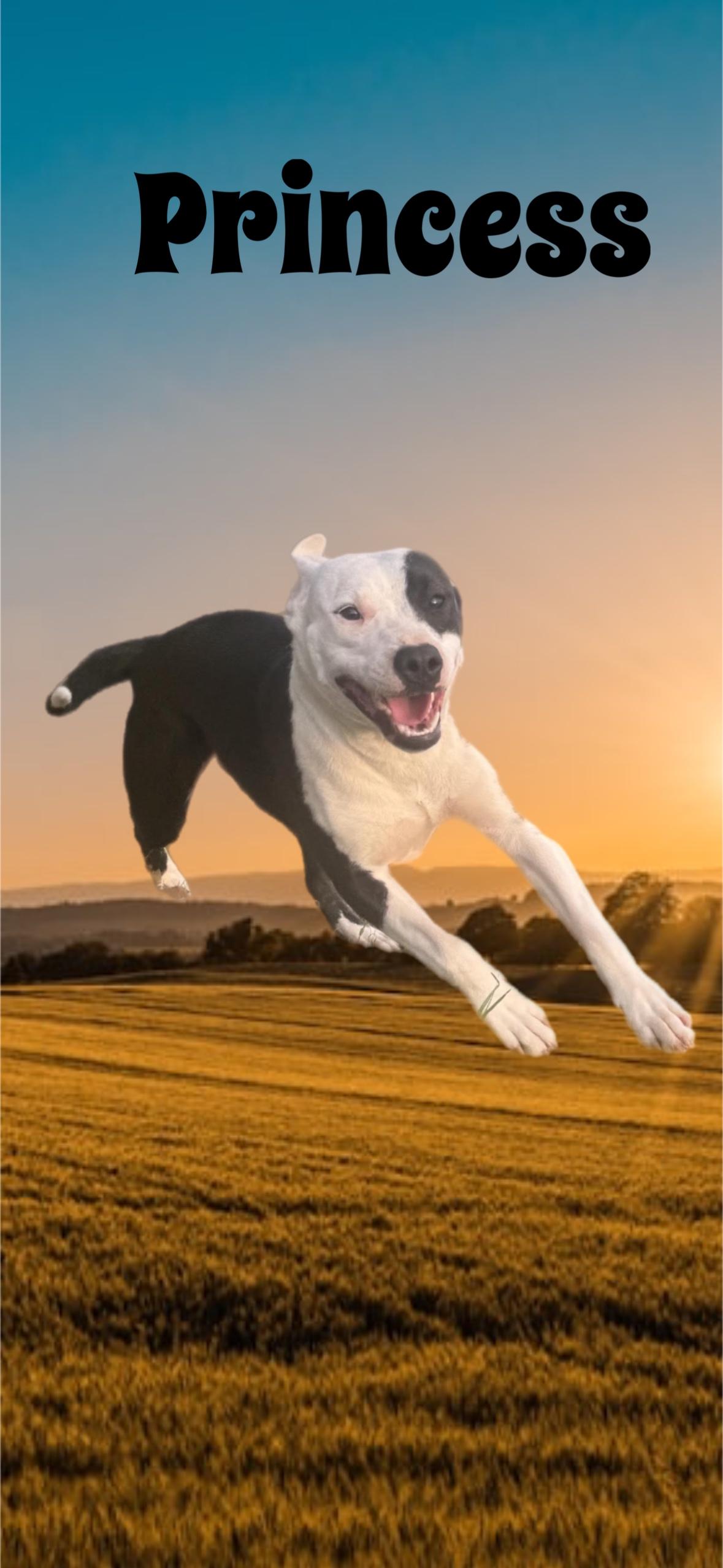 Enlarge Princess, a Adoptable Pit Bull Terrier in Pantego, TX image 1/1