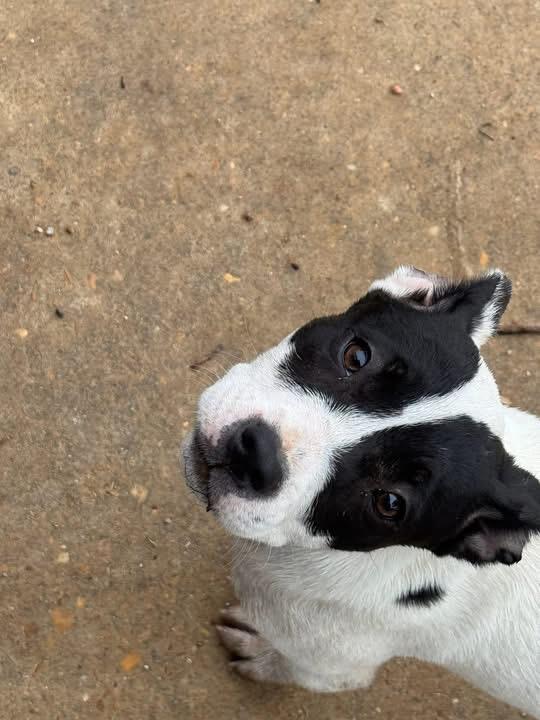 Chloe, an adopted mixed breed in Chalfont, PA image 4/4