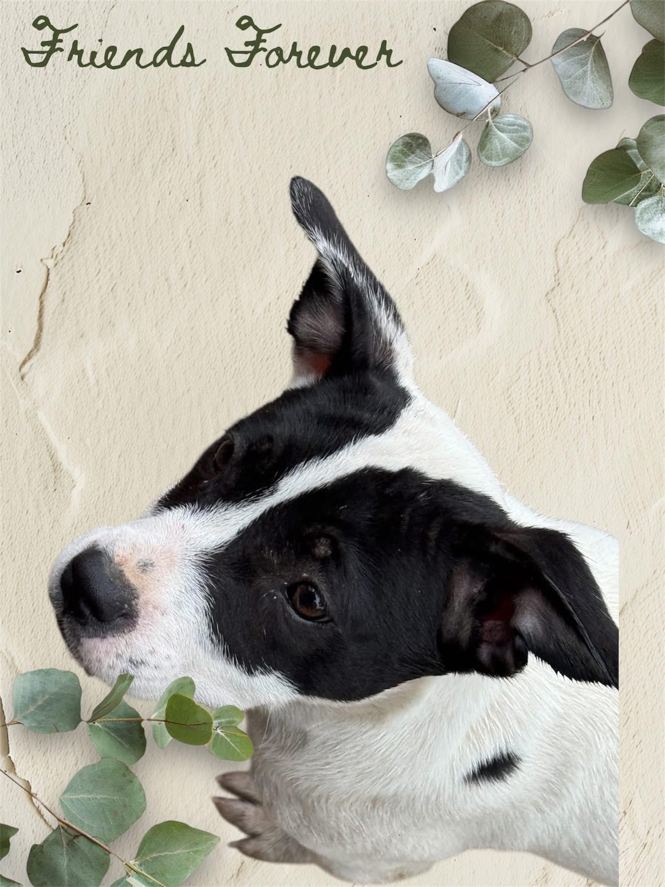 Chloe, an adopted mixed breed in Chalfont, PA image 3/4
