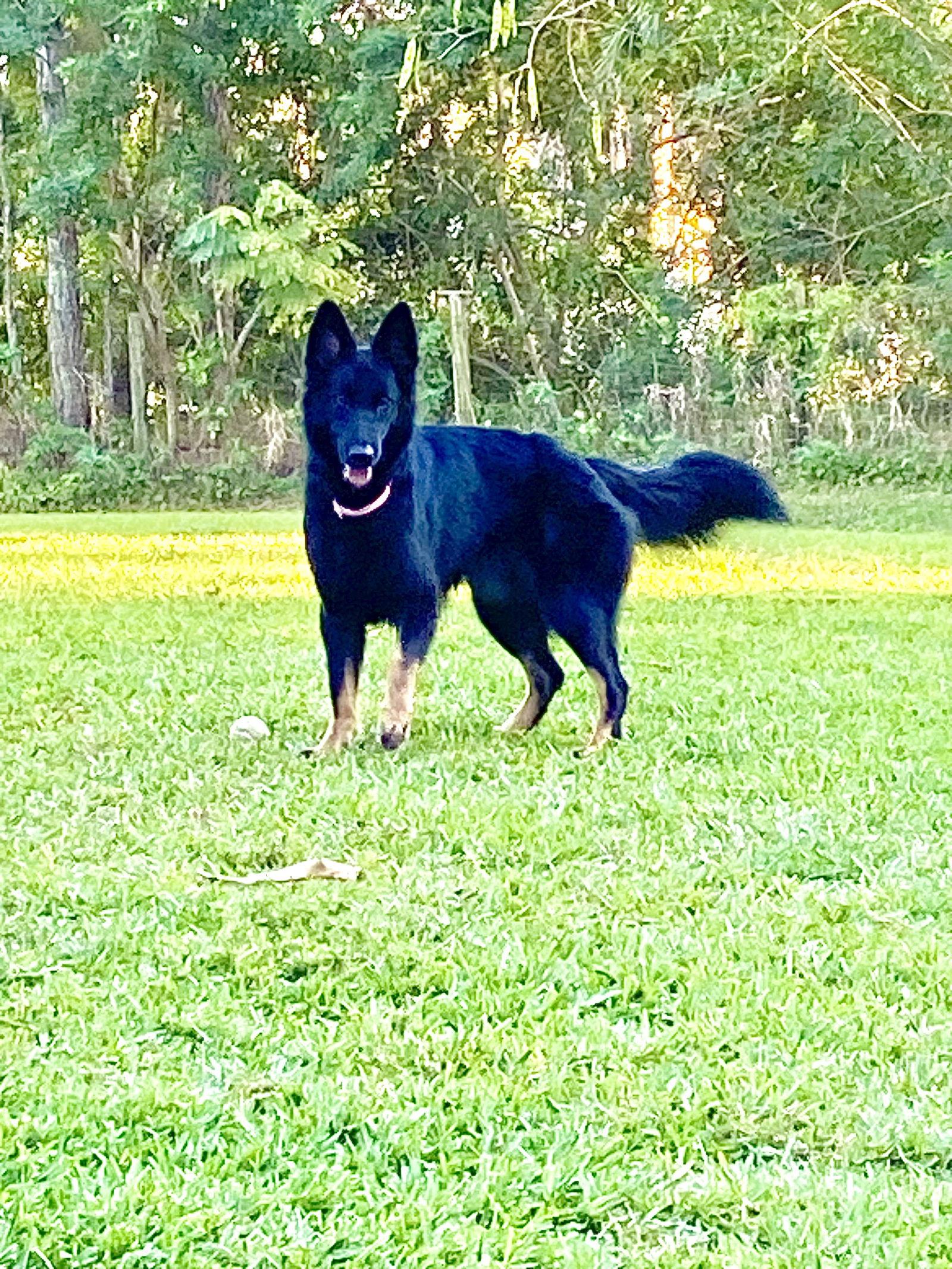 Raven 3100, a Adopted German Shepherd Dog in Pompano Beach, FL image 1/3