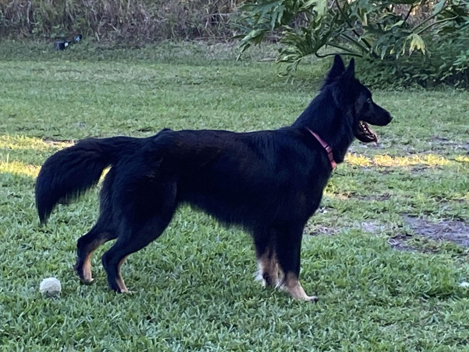 Raven 3100, a Adopted German Shepherd Dog in Pompano Beach, FL image 2/3
