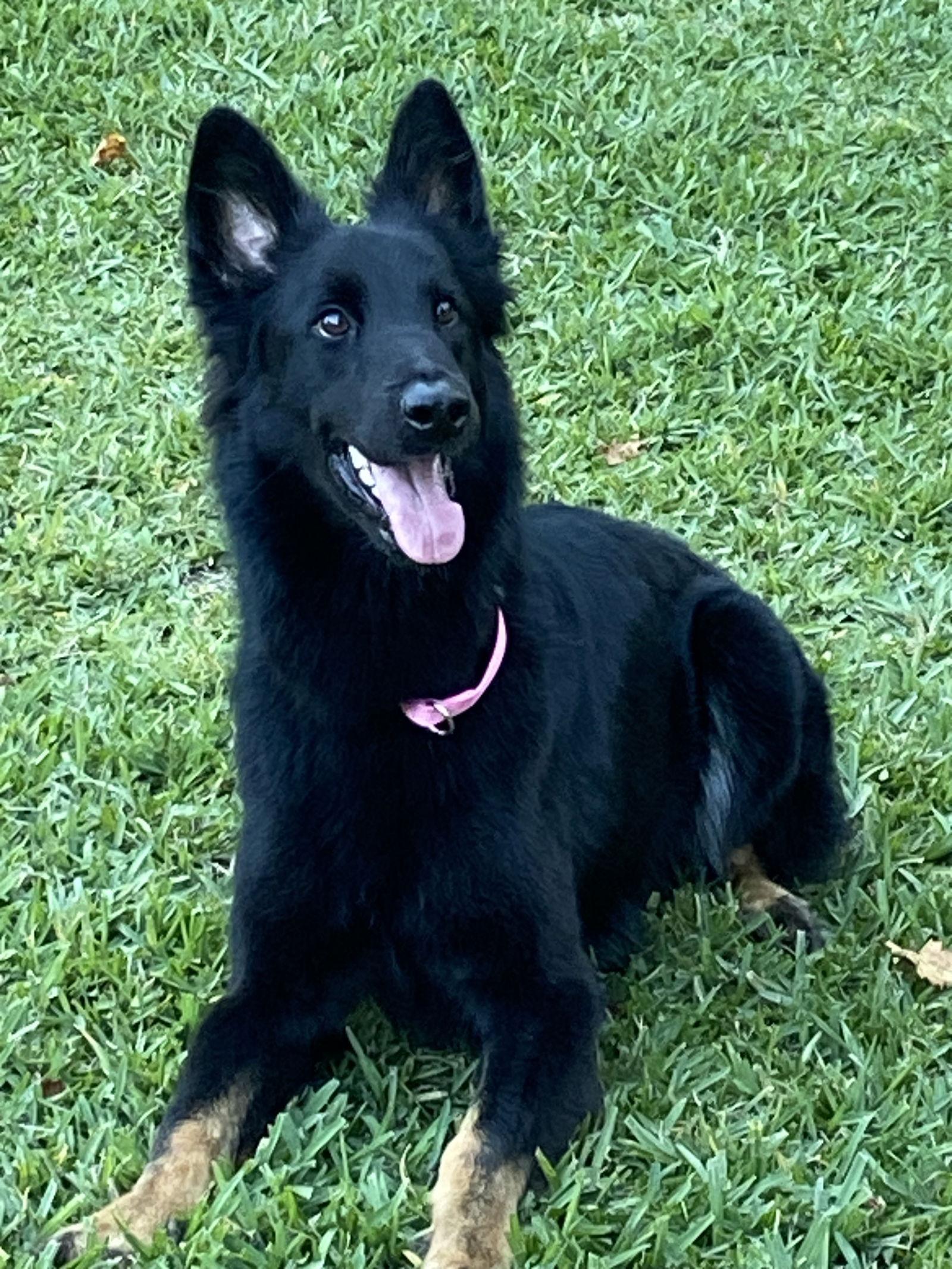 Raven 3100, a Adopted German Shepherd Dog in Pompano Beach, FL image 3/3