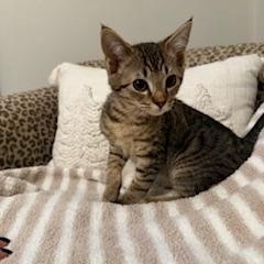 Precious, ADOPTABLE, Kitten Female Domestic Short Hair.