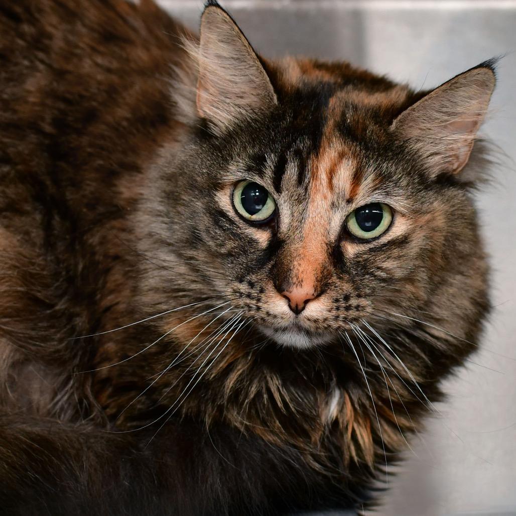 Enlarge Padme, a Adoptable Domestic Long Hair in Ottawa, KS image 1/1