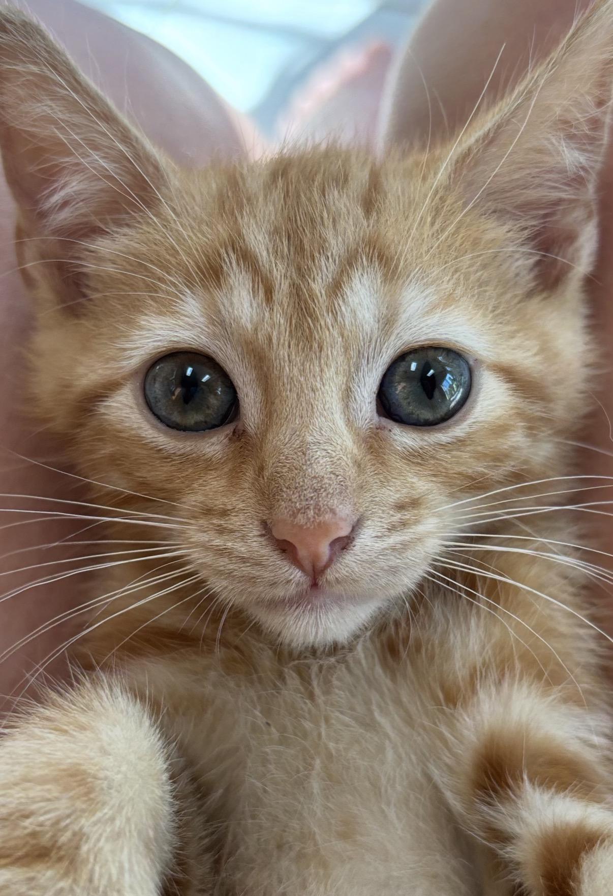 Enlarge Simba, an adoptable Domestic Short Hair in Maineville, OH image 2/5