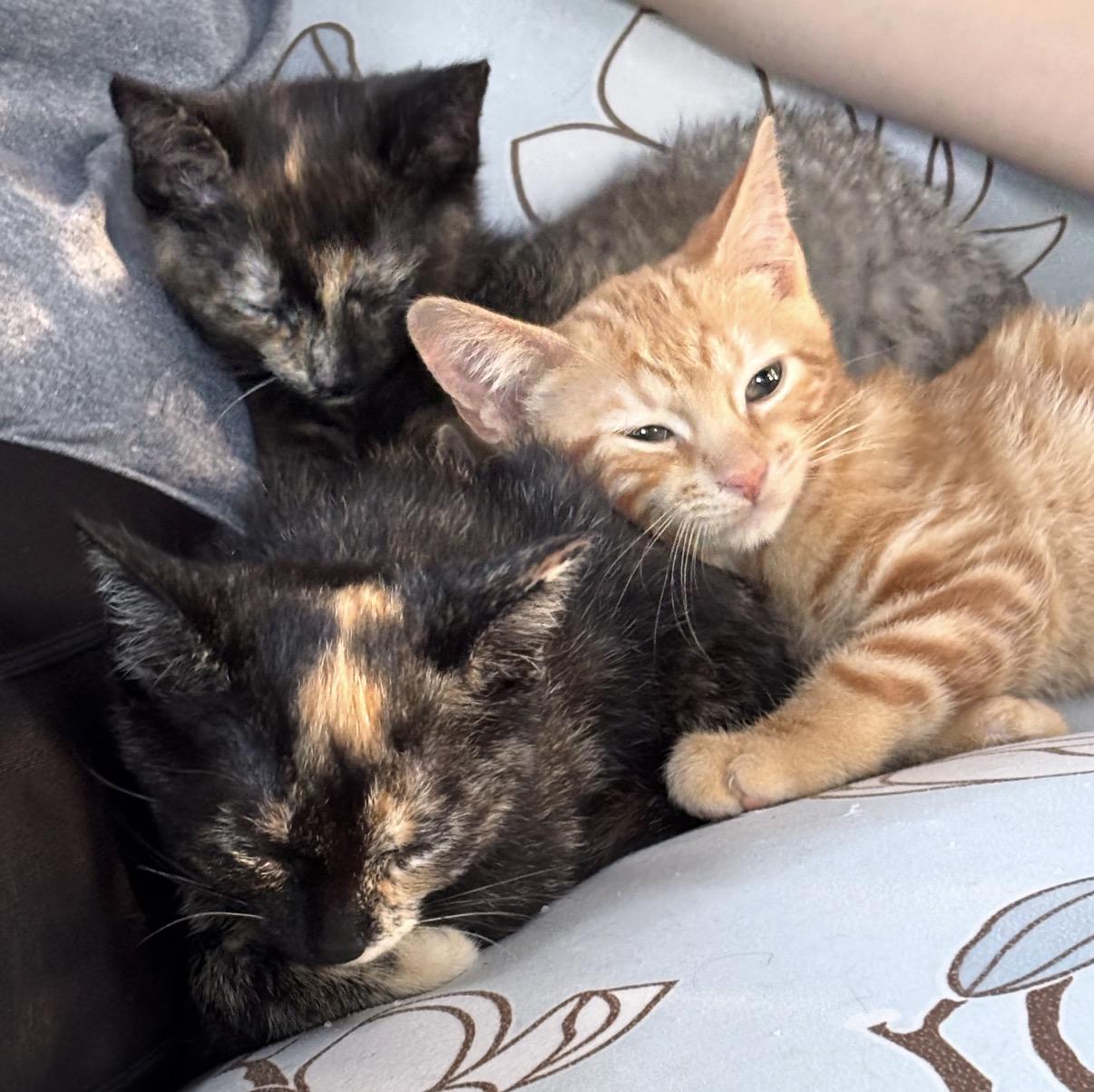 Enlarge Simba, an adoptable Domestic Short Hair in Maineville, OH image 3/5