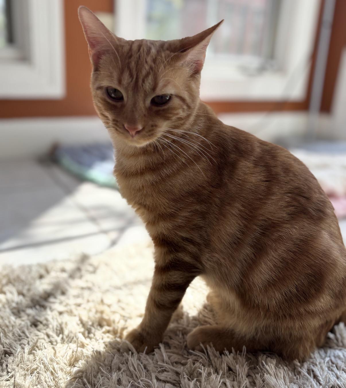 Enlarge Simba, an adoptable Domestic Short Hair in Maineville, OH image 1/5